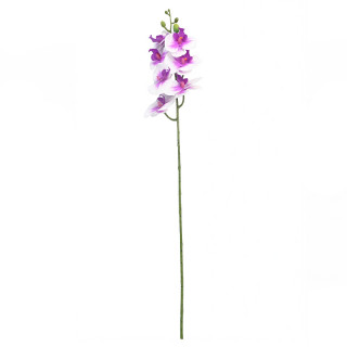 Орхидея-бабочка LK-372